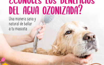 Tratamiento de ozonoterapia para perros