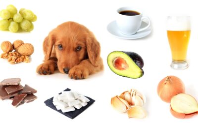 ¿Qué alimentos son tóxicos para mi perro?