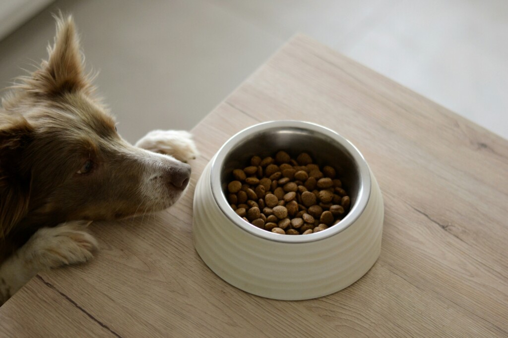 pienso natural y de calidad para perro mascotetes