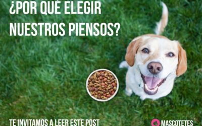 Pienso para perro natural, razones de peso para elegirlo aquí