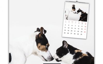 Calendario Mascotetes 2018: ¡muchas gracias!