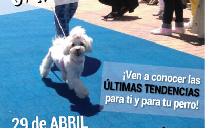 Desfile de moda canina en el Club Náutico de Dénia