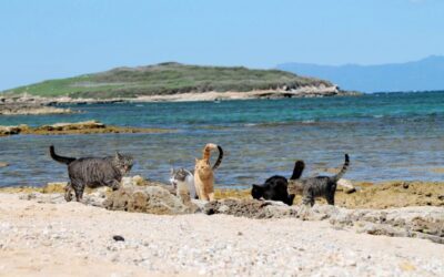 Su Pallosu, la playa de los gatos