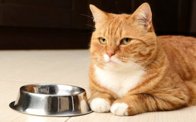 ¿Tu gato no puede comer solo? ¡Hay un por qué!