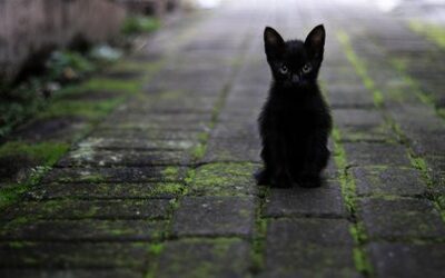 Octubre, un mal mes para los gatos negros